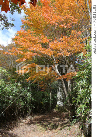 Vertical position of autumnal trees on the mountain trail to the summit of Mt. Hyono 76831192