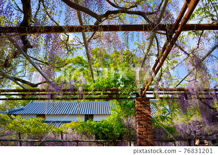 Wisteria flower fresh green Iwata Shrine (Takamatsu City, Kagawa Prefecture) 76831201