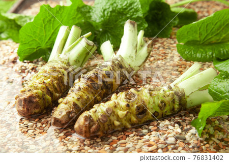 Book wasabi 76831402