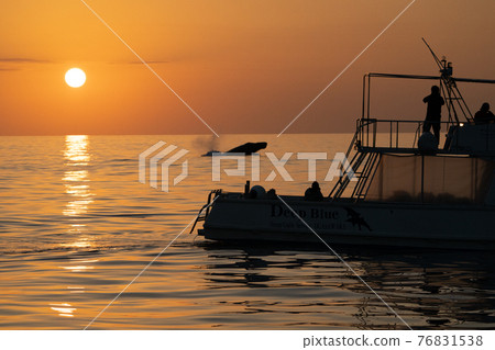 World heritage Ogasawara evening view and humpback whale head slap 76831538