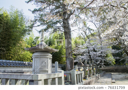 春天 大住寺 鬆平八代墓 76831709