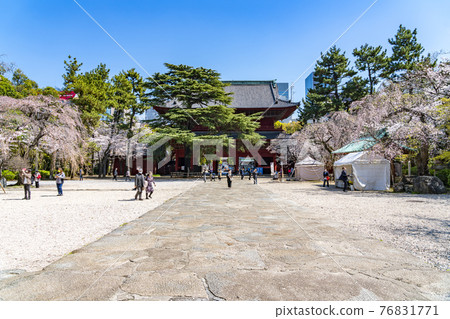 [東京] 櫻花盛開的增上寺院內 76831771