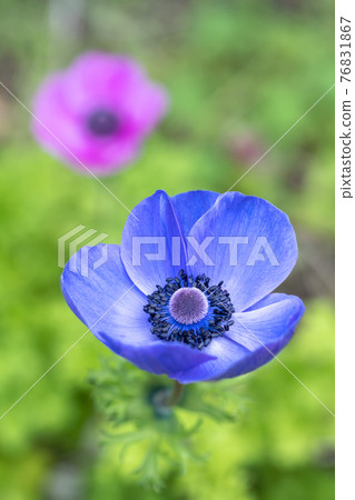 Anemone flower spring image 76831867