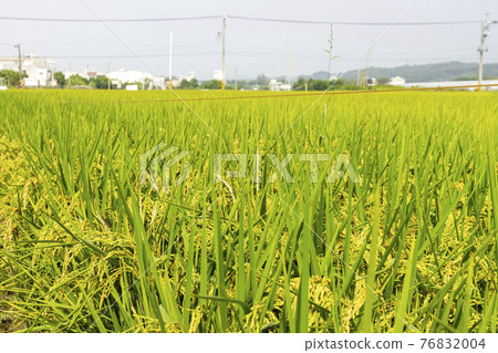 台南的一大片稻田 76832004