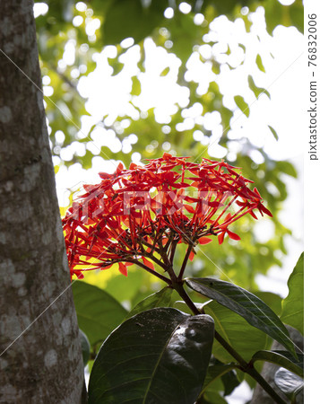 樹上長出一束鮮紅的小花 76832006
