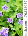 Viola 76832057