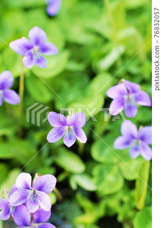 Viola 76832057