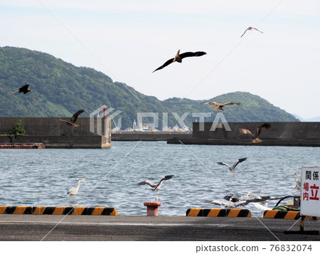 一群海鷗在鹿兒島縣木月郡木月町以南的內浦漁港飛來飛去 一群海鷗在鹿兒島縣木月郡木月町以南的內浦漁港飛來飛去 76832074