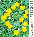 Heart-shaped dandelions 76832085