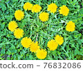 Heart-shaped dandelions 76832086