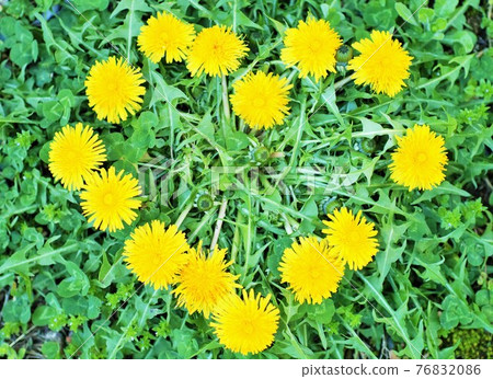 Heart-shaped dandelions 76832086