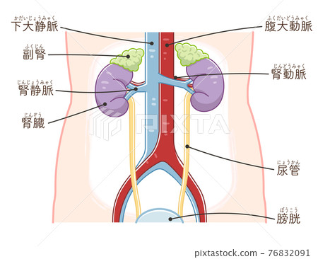 Illustration of kidney, ureter, bladder (with text) 76832091