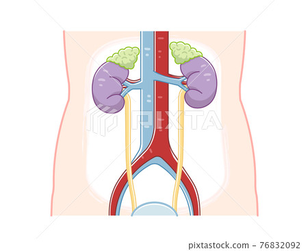 Illustration of kidney, ureter, bladder 76832092