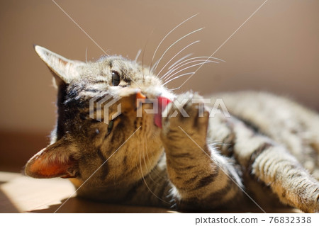 A cat relaxing in the sun A cat relaxing in the sun 76832338