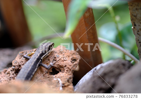 Japanese lizard sunbathing on a stone in the garden Japanese lizard sunbathing on a stone in the garden 76833278