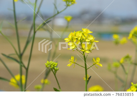 Nanohana（埼玉縣） 76833855