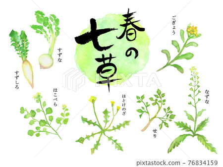 Illustration of seven spring herbs drawn in watercolor Illustration of seven spring herbs drawn in watercolor 76834159