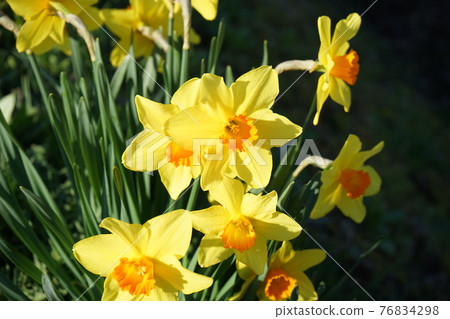 Spring flower daffodil Spring flower daffodil 76834298