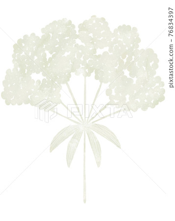 Hand drawn illustration material of white lace flower 76834397