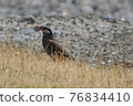 Little bird 76834410