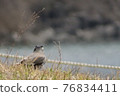Little bird 76834411