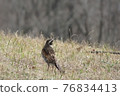 Little bird 76834413