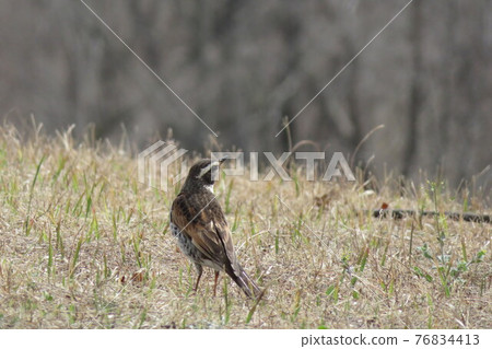 Little bird Little bird 76834413