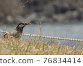 Little bird 76834414