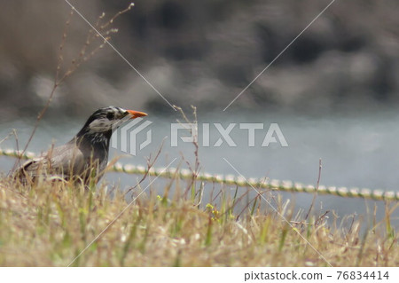 Little bird 76834414