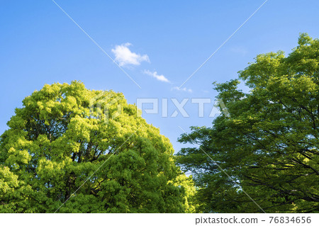 New green image New green image 76834656