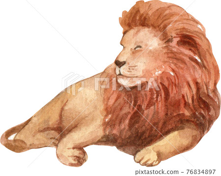 Lion watercolor 76834897