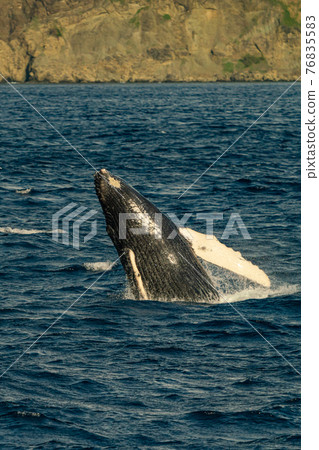 World heritage Ogasawara Zatoko whale love reach practice 76835583