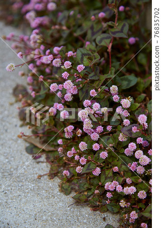 孔雀草翠菊 76835702