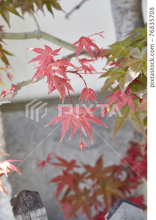 Autumn leaves Reienji Temple Ikutama Autumn leaves Reienji Temple Ikutama 76835708