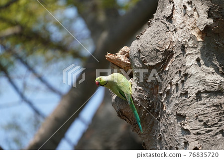 玫瑰環鸚鵡洞穴 76835720