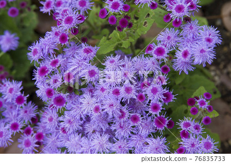Ageratum flowers are in bloom. The scientific name is Ageratum. 76835733