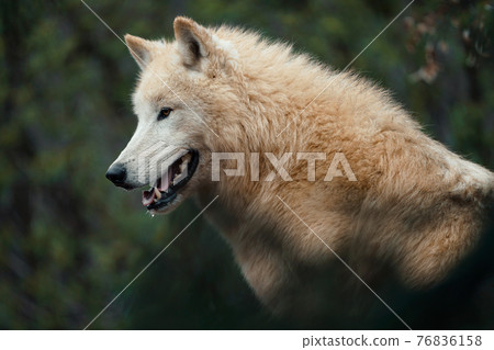 Arctic wolf (Canis lupus arctos), also known as the white wolf or polar wolf Arctic wolf (Canis lupus arctos), also known as the white wolf or polar wolf 76836158