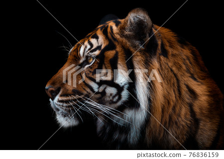 Front view of Sumatran tiger isolated on black background. Portrait of Sumatran tiger (Panthera tigris sumatrae) 76836159