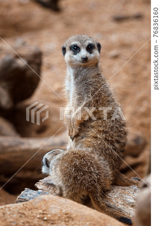 A vertical shot of a cute meerkat sitting on a wood piece. Meerkat or suricate adult and juvenile. A vertical shot of a cute meerkat sitting on a wood piece. Meerkat or suricate adult and juvenile. 76836160