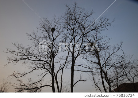 永遠在同一個地方，像一棵樹一樣安靜又有耐心 76836724