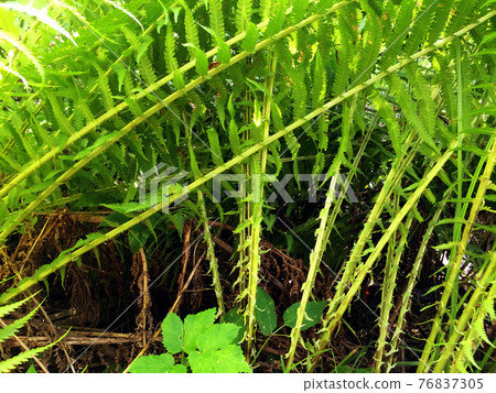 Close-up view of green fern plants growing on the summer field. Close-up view of green fern plants growing on the summer field. 76837305