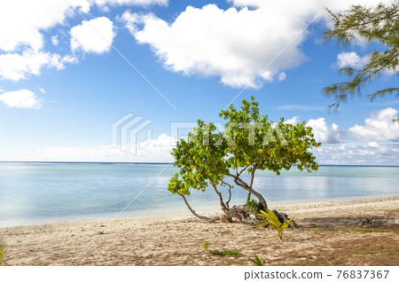 Sea, sky, sandy beach and trees Saipan Sea, sky, sandy beach and trees Saipan 76837367