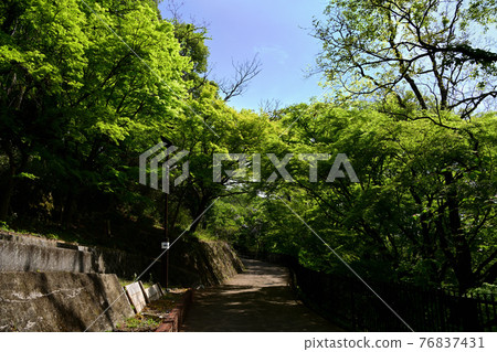 小月山藍楓 小月山藍楓 76837431