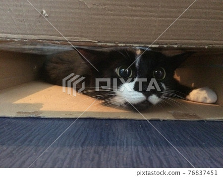 Close up view of cute flat cat inside the cardboard box. Close up view of cute flat cat inside the cardboard box. 76837451