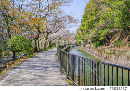 京都山科運河的櫻花 京都山科運河的櫻花 76838287