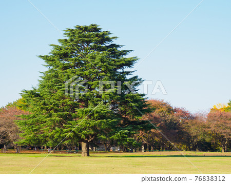 大樹 大樹 76838312