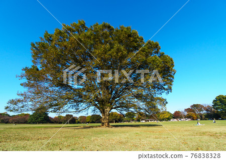 Big tree Big tree 76838328