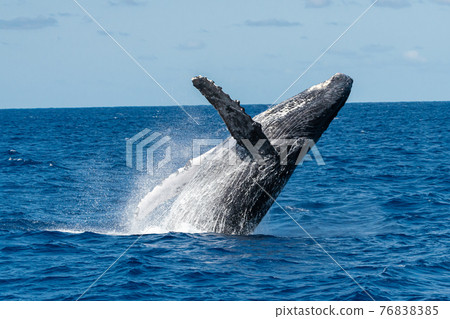 World heritage humpback whale bleach in Ogasawara 76838385