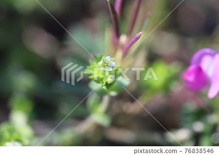 The tiny white flowers of Arenaria serpylli that bloom in the fields in early spring The tiny white flowers of Arenaria serpylli that bloom in the fields in early spring 76838546