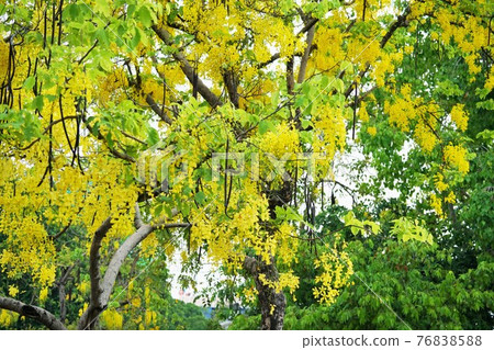 Golden Shower at Santi Chai Prakan Park, Bangkok, Thailand (Thailand's national flower) Golden Shower at Santi Chai Prakan Park, Bangkok, Thailand (Thailand's national flower) 76838588